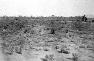 Peacock's trial plot of saltbush at the Coolabah Experiment Farm in 1904