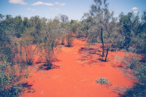 Red soil of the scrub country