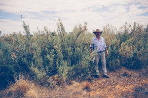 Ray Thompson demonstrating the height of the saltbush